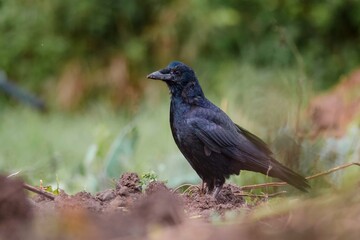 crow on the grass