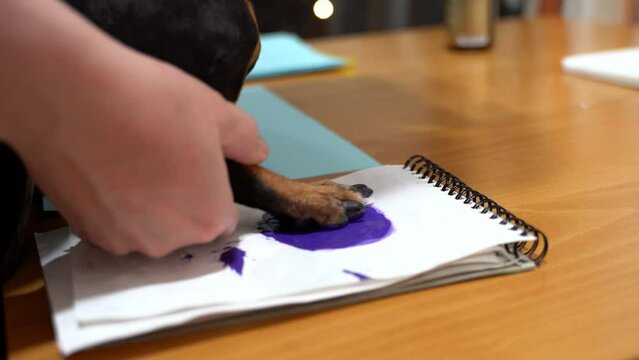 They dipped the dachshund's paw in purple paint to leave a mark.