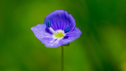 blue iris flower closeup