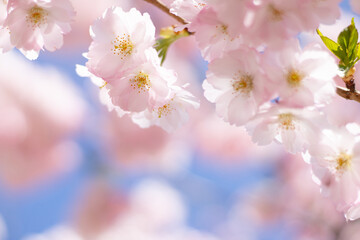 Fototapeta na wymiar Blooming sakura with pink flowers in spring
