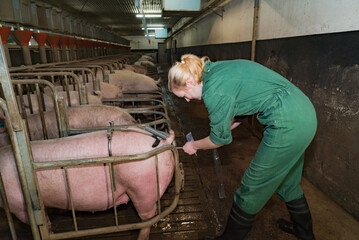 Künstliche Besamung beim Schwein - junge Frau besamt eine Sau im Deckstall, landwirtschaftliches...