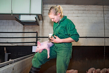 Schweinegesundheit - junge Frau behandelt ein Ferkel mit einer Injektion,  landwirtschaftliches...