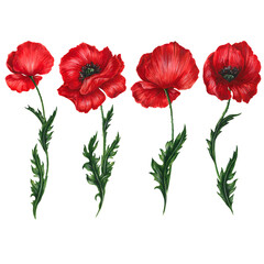 Obraz premium Set: four nice brightly red poppies flowers with green leaves. Isolated on white hand drawn watercolor elements for romantic, summer, natural design of card, illustration, poster, invitation.