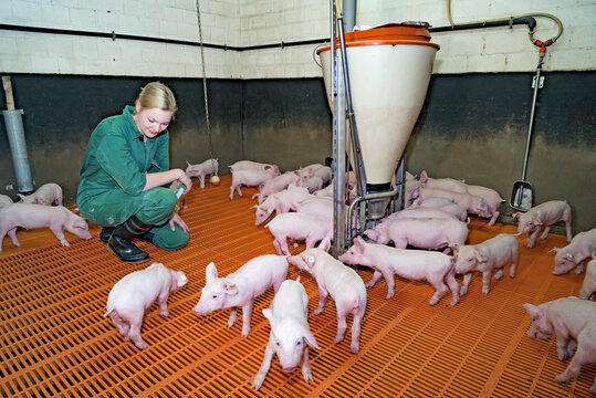 Erfolgreiche Ferkelaufzucht - junge Frau kontrolliert abgesetzte Ferkel im Flatdeckstall, landwirtschaftliches Symbolfoto.