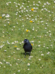 blackbird on the grass with daises and dandelions