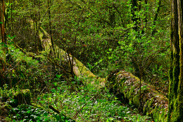 Sentiero delle Mole, Barbarano Romano, Lazio Italia