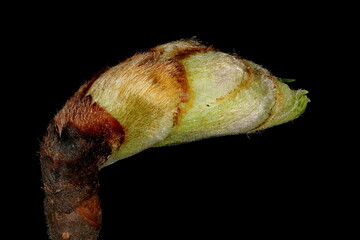 Wych Elm (Ulmus glabra). Opening Terminal Leaf Bud Closeup