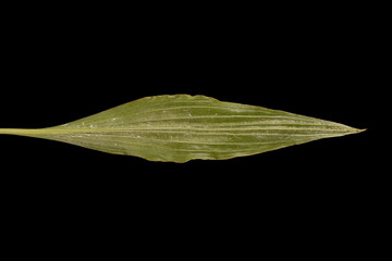 Viper's Grass (Scorzonera humilis). Leaf Closeup