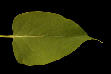 Lilac (Syringa vulgaris). Leaf Closeup