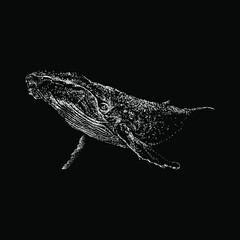 baleen whale hand drawing vector illustration isolated on black background © tya studio