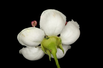 Common Hawthorn (Crataegus monogyna). Flower Closeup