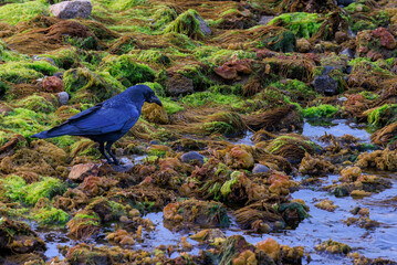 Crow scavenges along waterline at low tide