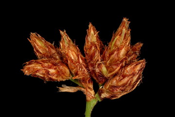 Common Club-Rush (Schoenoplectus lacustris). Infructescence Detail Closeup © Valery Prokhozhy