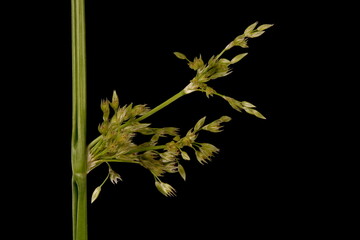 Soft Rush (Juncus effusus). Inflorescence Closeup