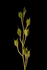 Delphinium (Delphinium x cultorum). Infructescence Closeup