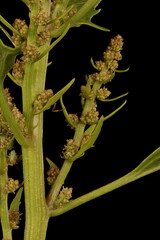 Oak-Leaved Goosefoot (Oxybasis glauca). Inflorescence Detail Closeup