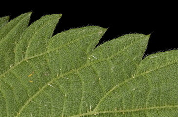 Common Nettle (Urtica dioica). Leaf Margin Closeup
