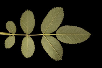 Apple Rose (Rosa villosa). Leaf Closeup