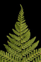Northern Buckler-Fern (Dryopteris expansa). Frond Apex Closeup