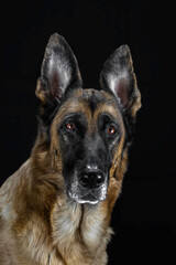 german shepherd dog