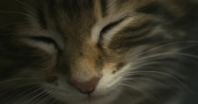 Close-up of nose and eyes of a kitten. The cat attacks the camera with its paw.