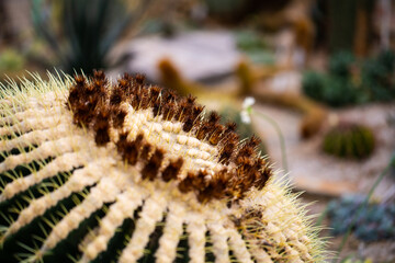 Echinocactus grusonii in greenhouse, Mexico
