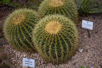 Echinocactus grusonii in greenhouse, Mexico