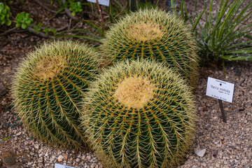 Echinocactus grusonii in greenhouse, Mexico