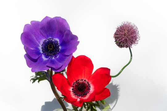 アネモネ Images Browse 5 613 Stock Photos Vectors And Video Adobe Stock