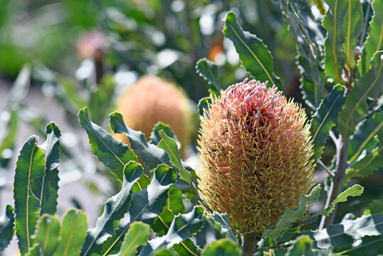 Pink orange flowers and grey green serrated leaves of the Australian native Firewood Banksia, Banksia menziesii, family Proteaceae. Endemic to Western Australia. 