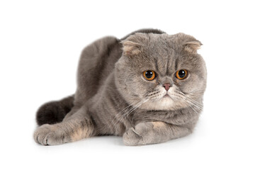 The Scottish Fold cat over white
