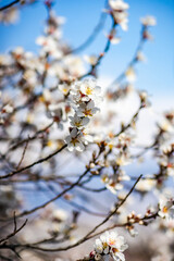 Blue sky and blooming tree