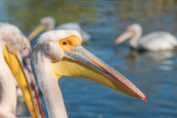 Details of the face of a beautiful American white pelican with a pond on background, close up
