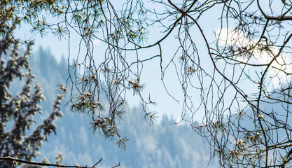 Pine branches in frost. close-up. the sun peeps through the branches on a frosty winter morning. Long pine needles are densely covered with white fluffy hoarfrost