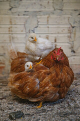 Hen with Chicks