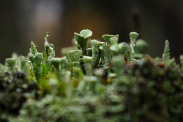 Close up of Pixie Cup Lichens, Cladonia chlorephaea, with water dropelets on the cup-like tops in the Palatinate forest of Germany.