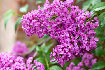 branch of lilac flowers with raindrops on a green background. Spring natural background