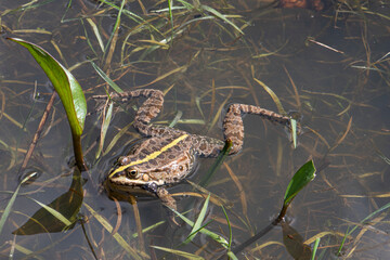 grenouille au milieu des plantes aquatiques