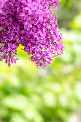 branch of lilac flowers with raindrops on a green background. Spring natural background