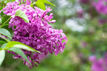 branch of lilac flowers with raindrops on a green background. Spring natural background