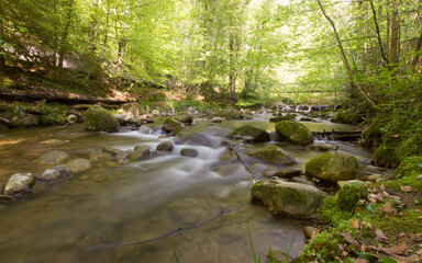 Obraz premium river in a forest on a sunny day