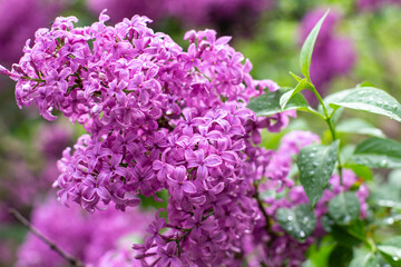 branch of lilac flowers with raindrops on a green background. Spring natural background