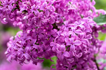 branch of lilac flowers with raindrops on a green background. Spring natural background