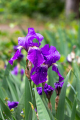 Close-up of a flower of purple bearded iris (Iris germanica) with raindrops on blurred green...