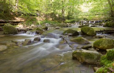 Obraz premium beautiful river in a forest on a sunny day