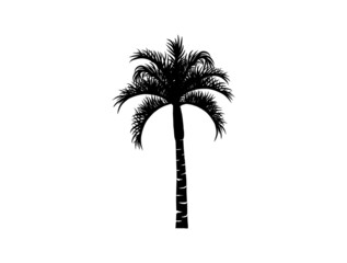 queen palm tree silhouette