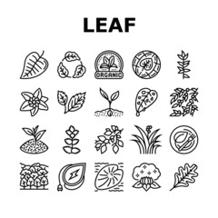 Leaf Branch Natural Foliage Tree Icons Set Vector. Organic Freshness Leaf And Flower, Vegetarian Food Ingredient And Herbal Nature Environment. Oak Autumn Forest Black Contour Illustrations