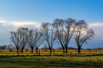  Podlaskie wierzby. wiosna na Podlasiu. krajobraz wiejski