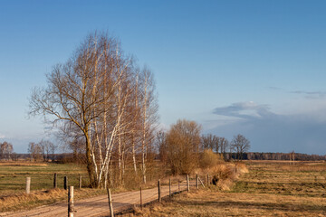  Podlaskie wierzby. wiosna na Podlasiu. krajobraz wiejski