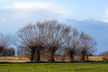 Obraz premium Podlaskie wierzby. wiosna na Podlasiu. krajobraz wiejski